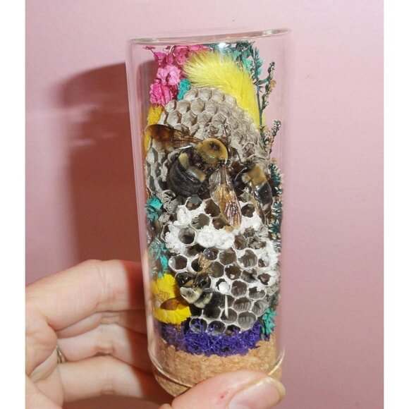 Wasp Nest & Carpenter Bee Oddity Jar curiosity dome hive insect taxidermy goth - Picture 2 of 16